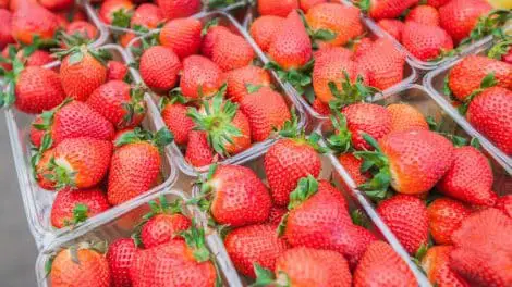 Comment conserver les fraises pour qu'elles restent fraîches longtemps ?