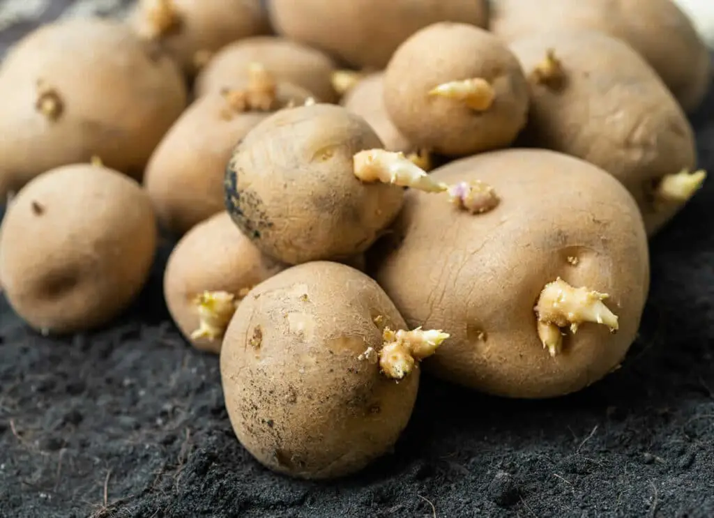 Secrets Dévoilés : Comment empêcher efficacement la germination des pommes de terre